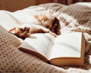 Photo of Cat and Book