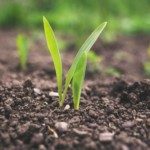 Seedlings in ground