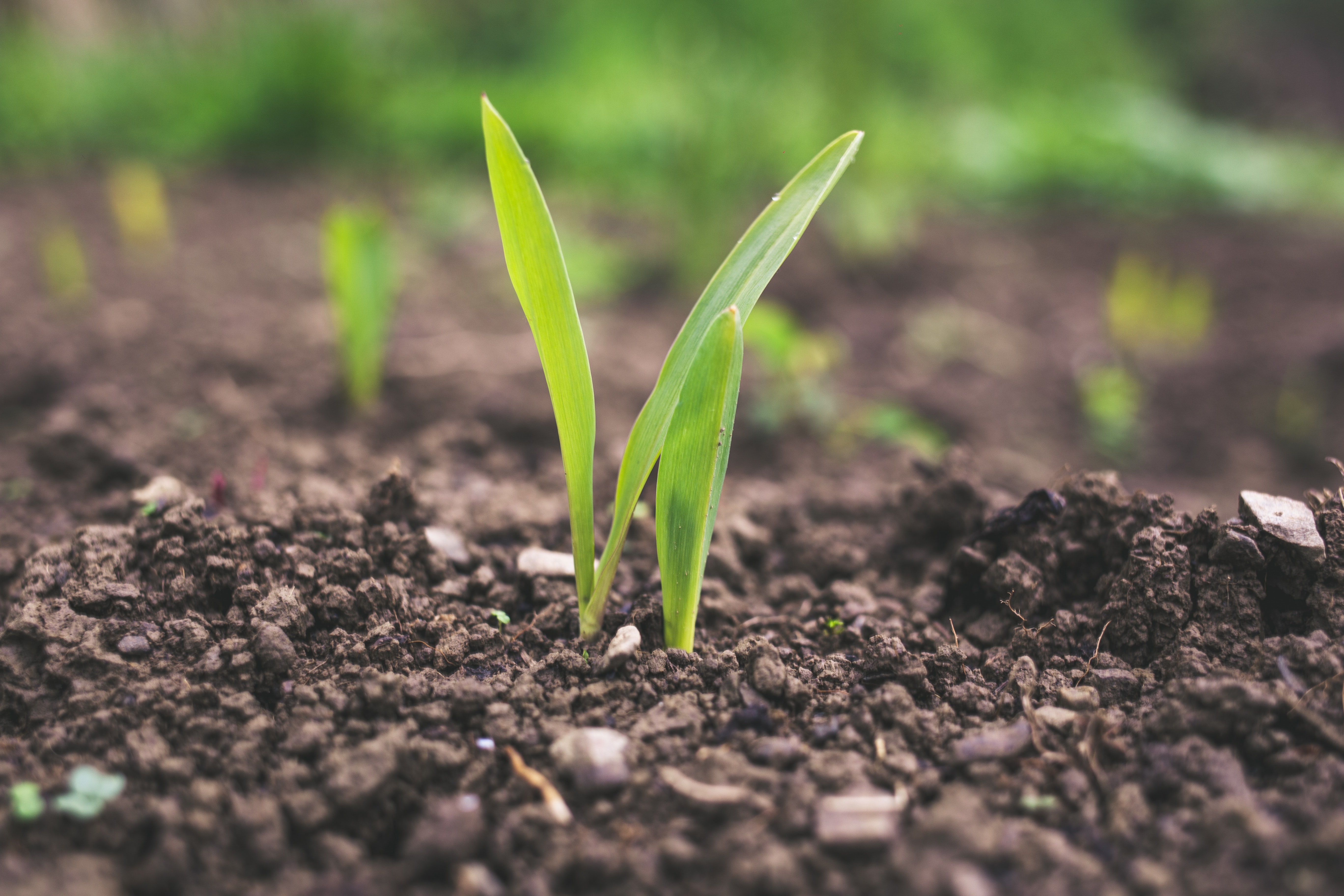 Seedlings in ground